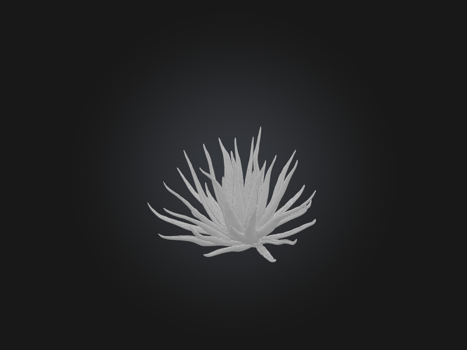 Aloe Ciliaris Model Low-poly 3D model_8