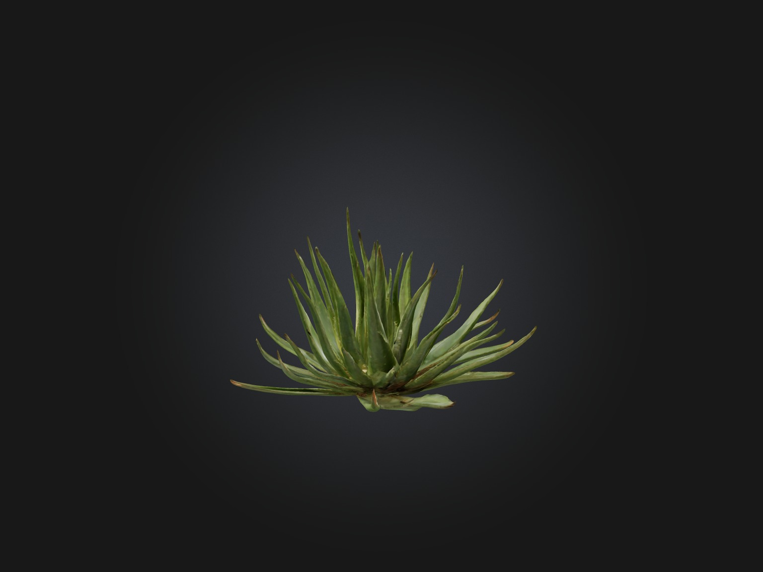 Aloe Ciliaris Model Low-poly 3D model_14