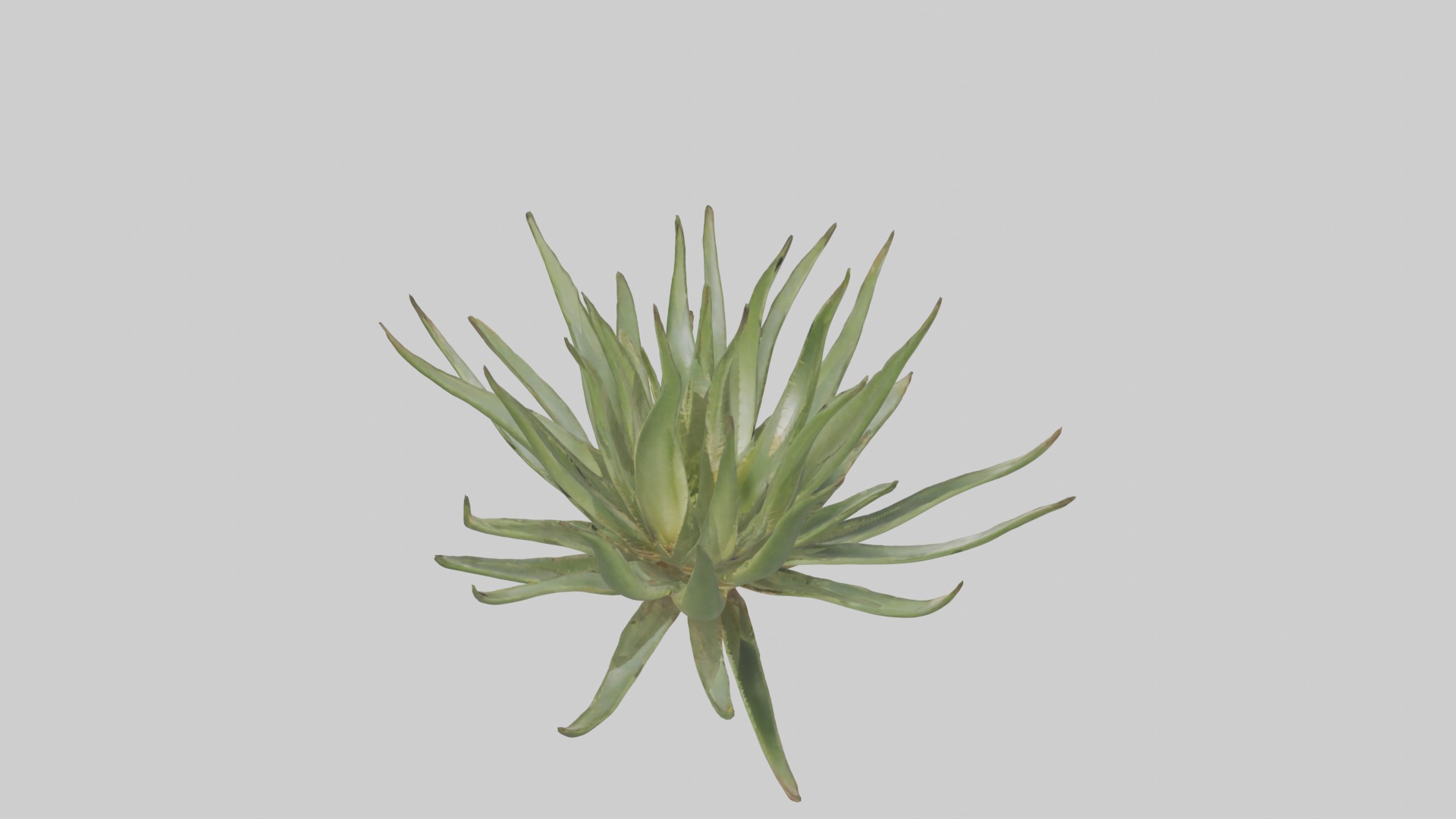 Aloe Ciliaris Model Low-poly 3D model_1