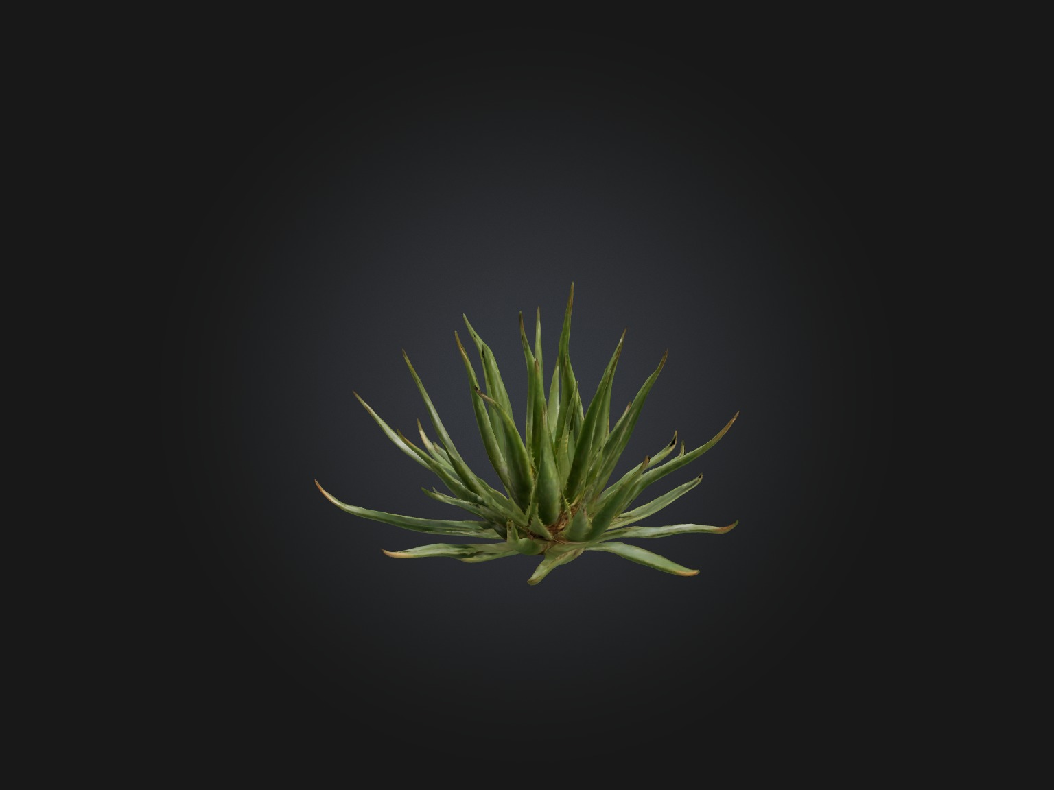 Aloe Ciliaris Model Low-poly 3D model_9