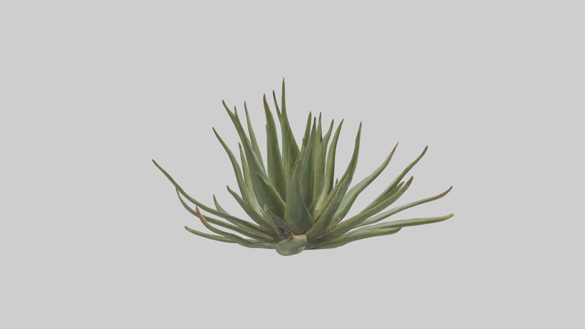 Aloe Ciliaris Model Low-poly 3D model_4