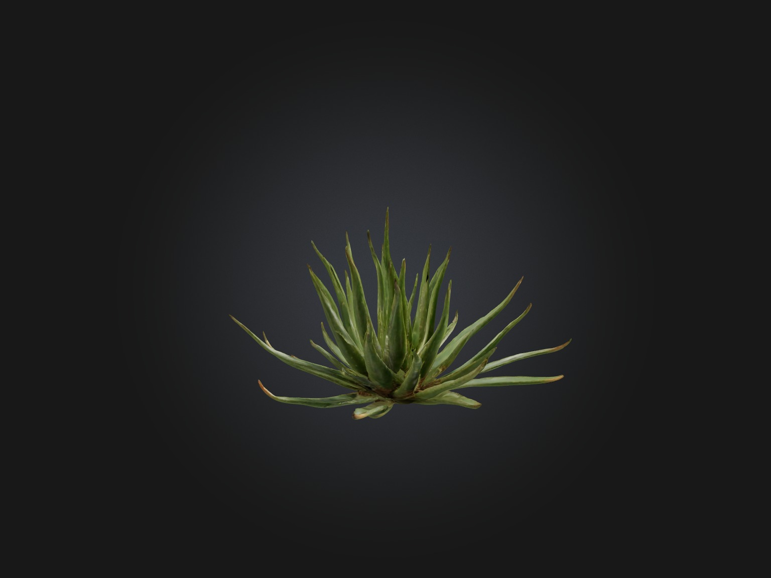 Aloe Ciliaris Model Low-poly 3D model_11