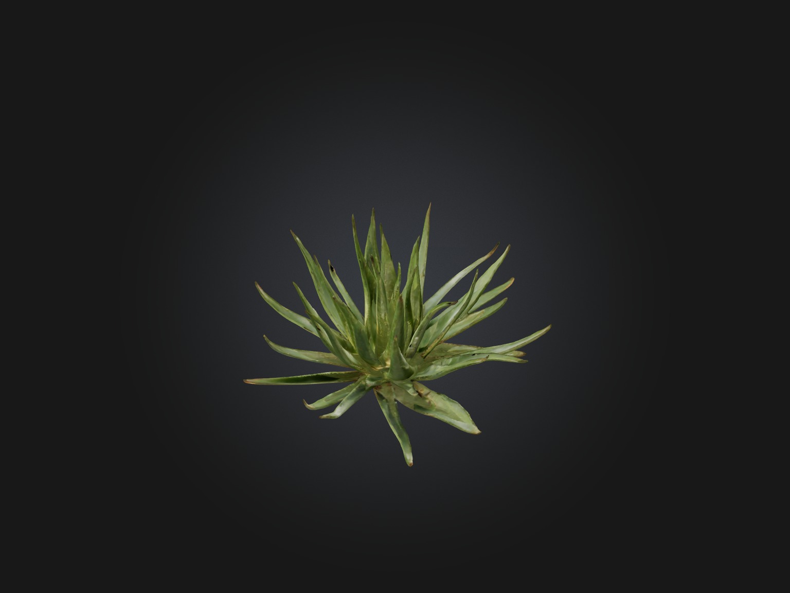 Aloe Ciliaris Model Low-poly 3D model_15