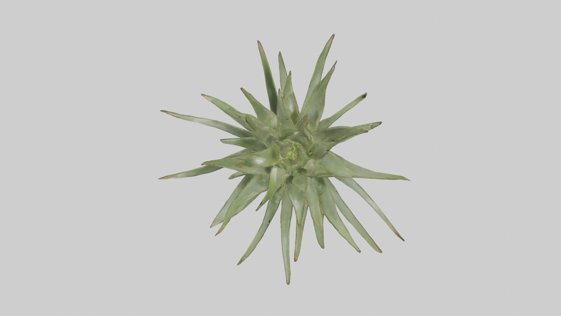 Aloe Ciliaris Model Low-poly 3D model_20