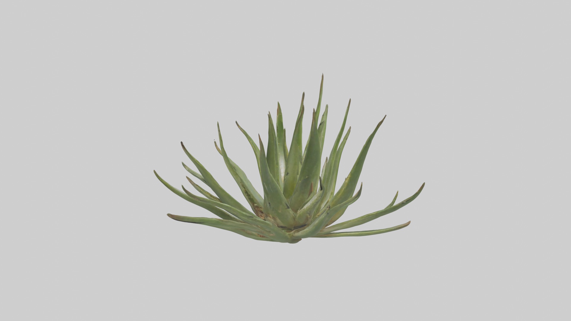 Aloe Ciliaris Model Low-poly 3D model_19
