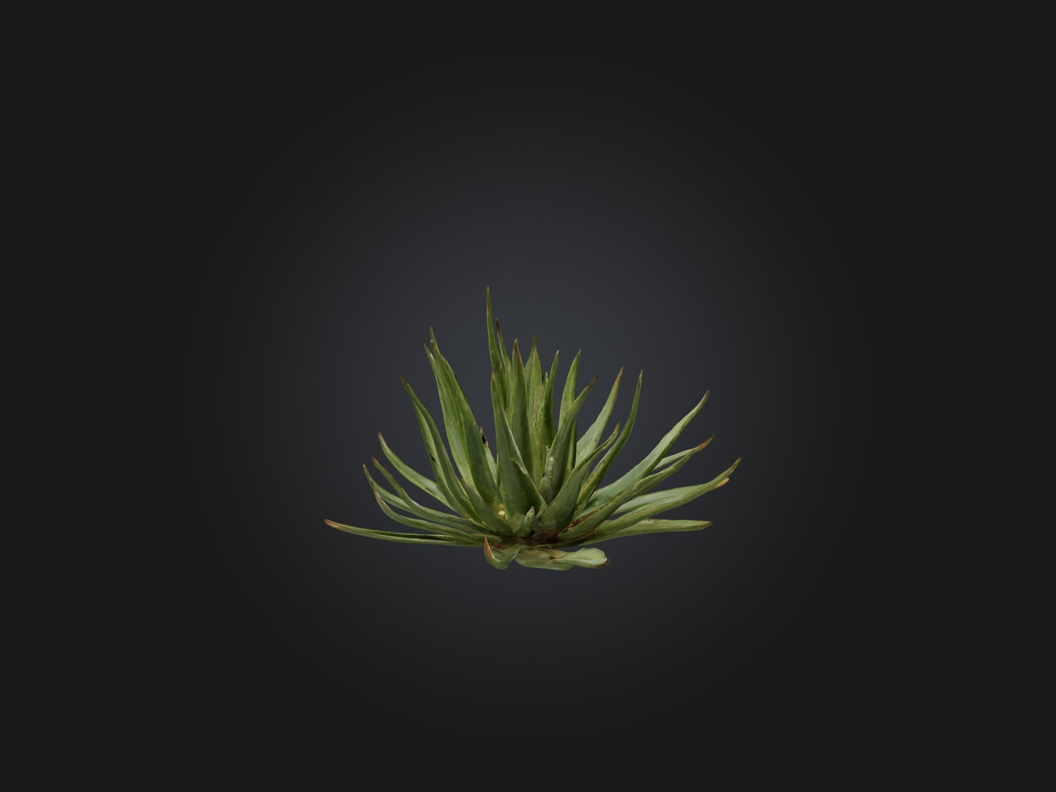 Aloe Ciliaris Model Low-poly 3D model_13