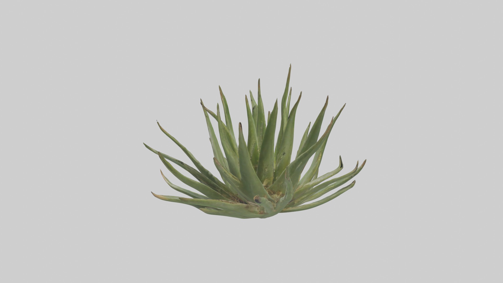 Aloe Ciliaris Model Low-poly 3D model_2
