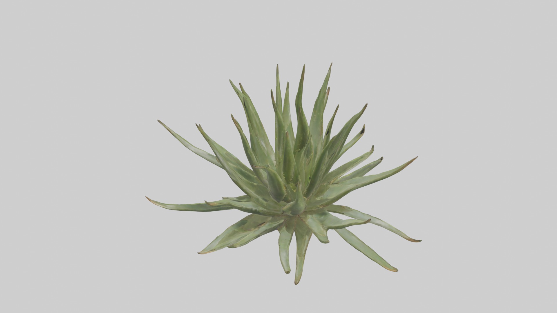 Aloe Ciliaris Model Low-poly 3D model_3