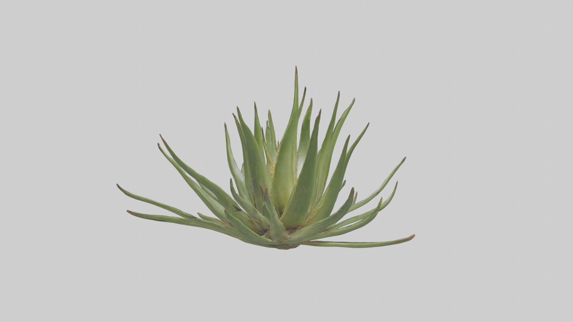 Aloe Ciliaris Model Low-poly 3D model_16