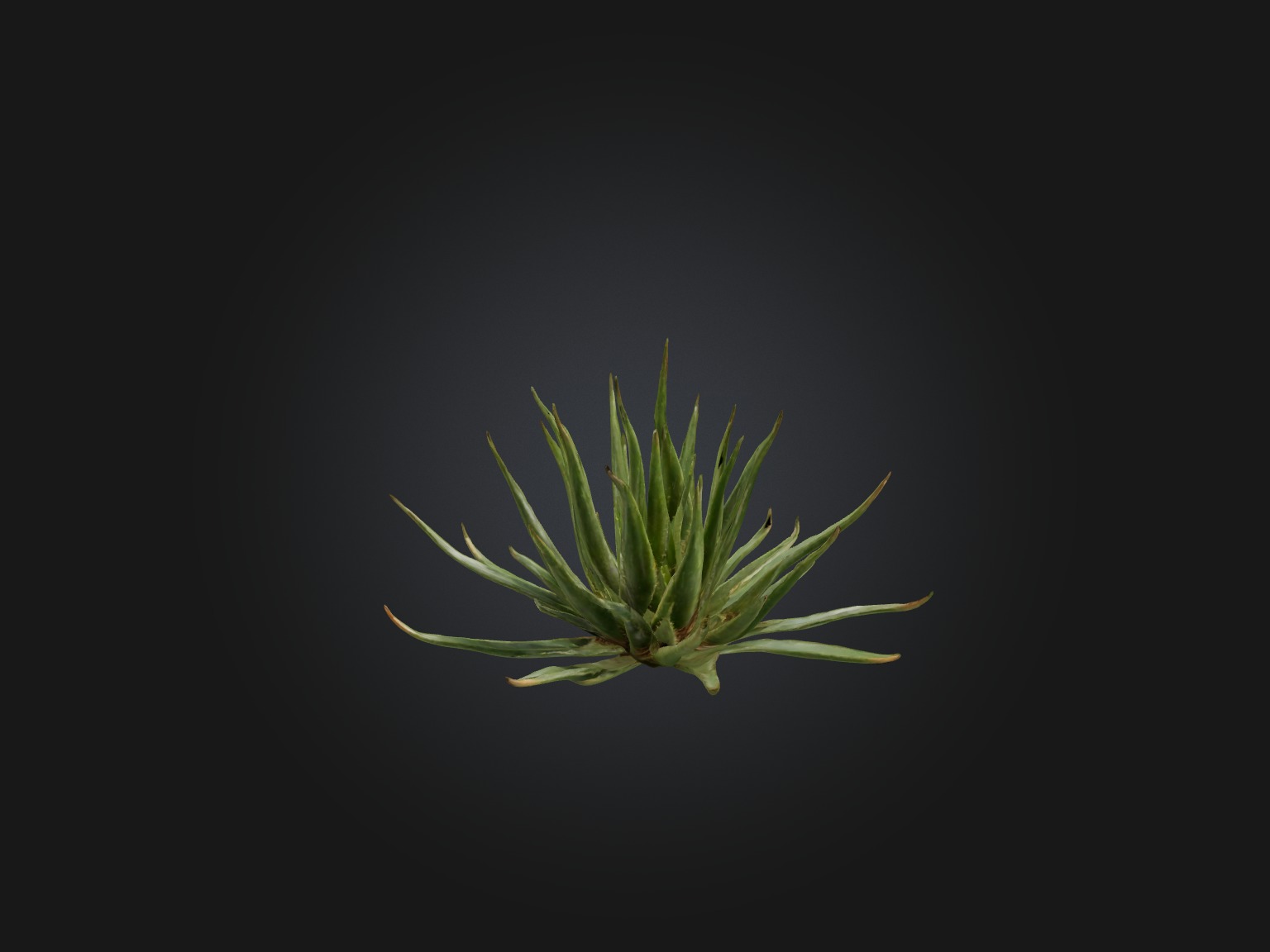 Aloe Ciliaris Model Low-poly 3D model_10