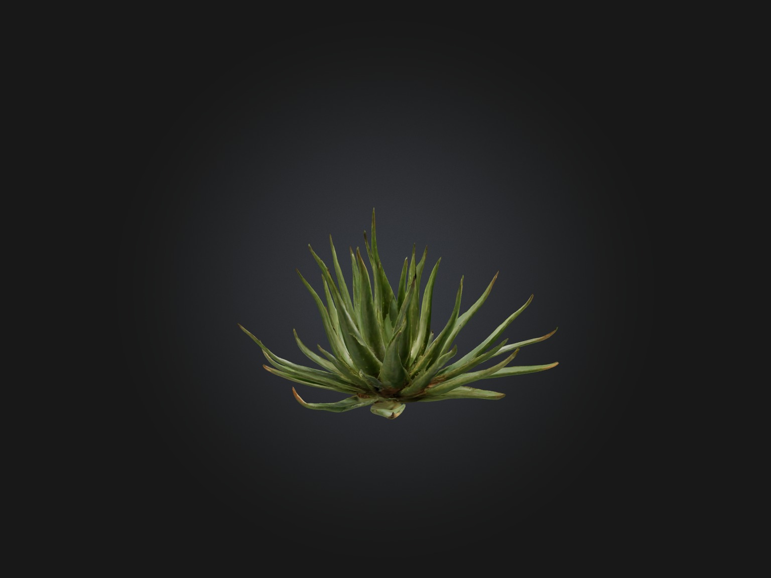 Aloe Ciliaris Model Low-poly 3D model_12