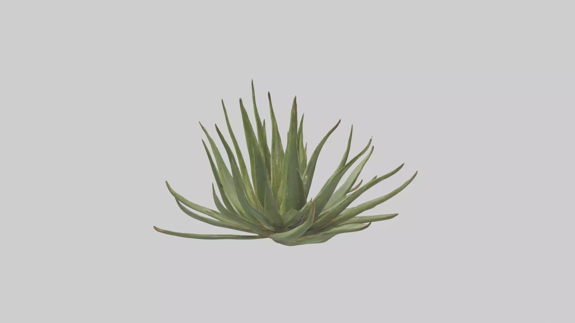 Aloe Ciliaris Model Low-poly 3D model_0