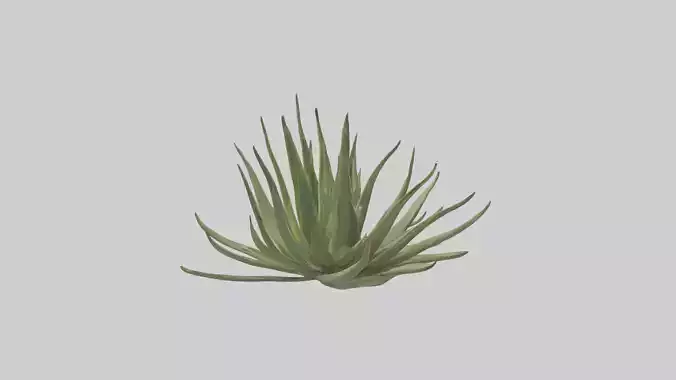 Aloe Ciliaris Model Low-poly 3D model