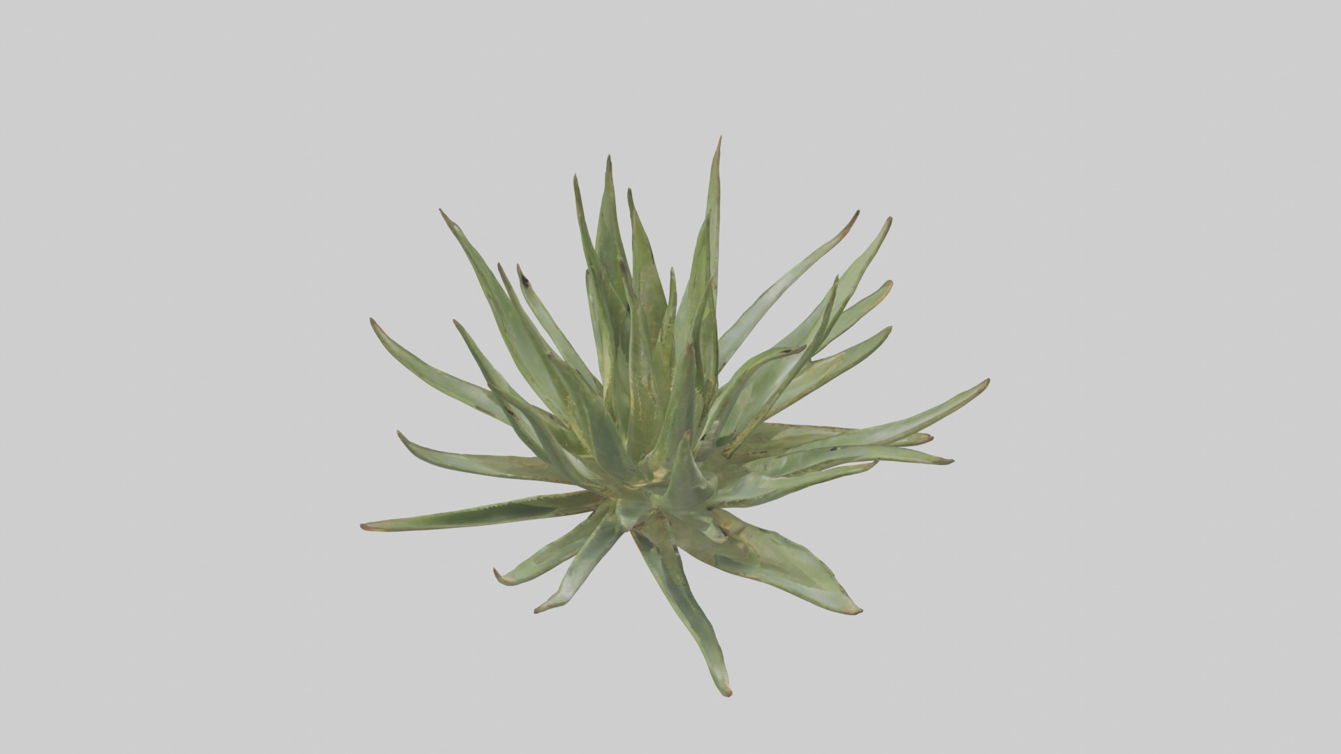 Aloe Ciliaris Model Low-poly 3D model_18