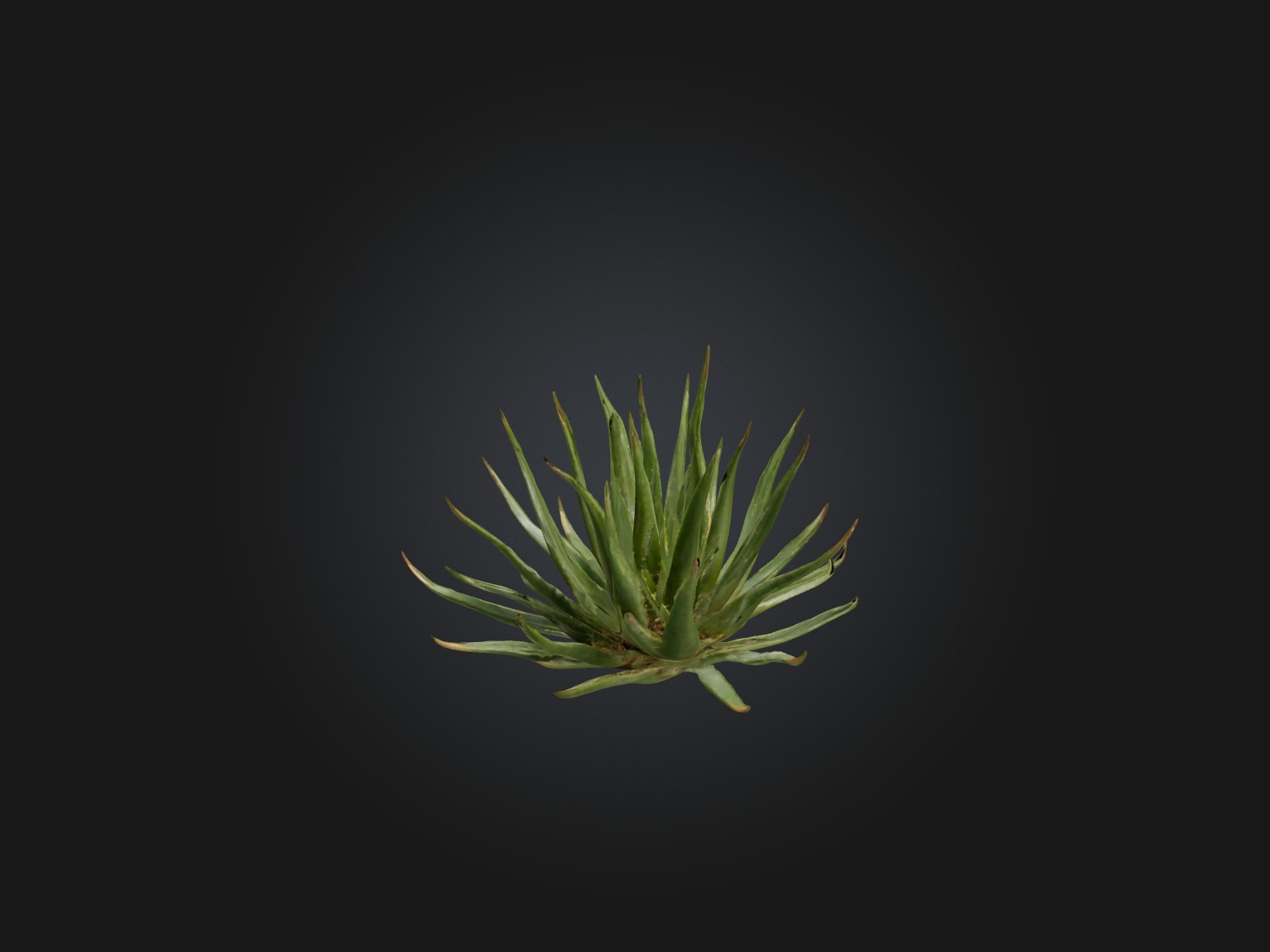 Aloe Ciliaris Model Low-poly 3D model_7