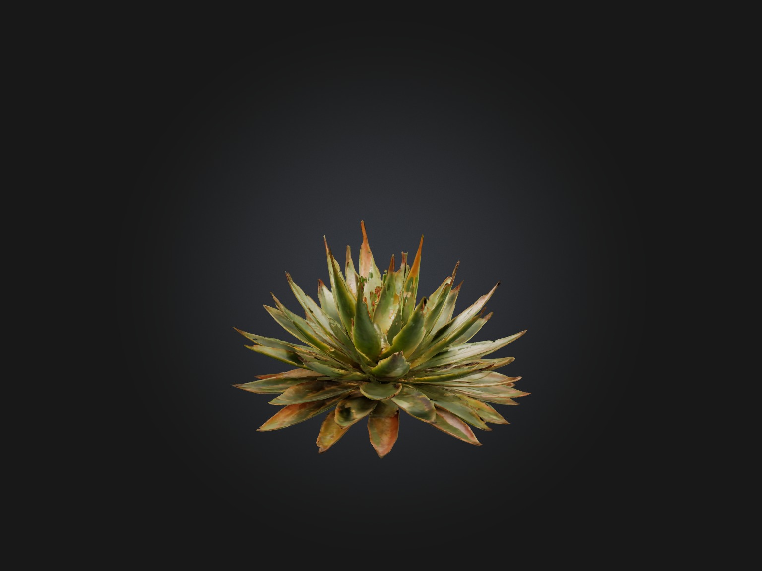 Aloe Aristata Model Low-poly 3D model_1