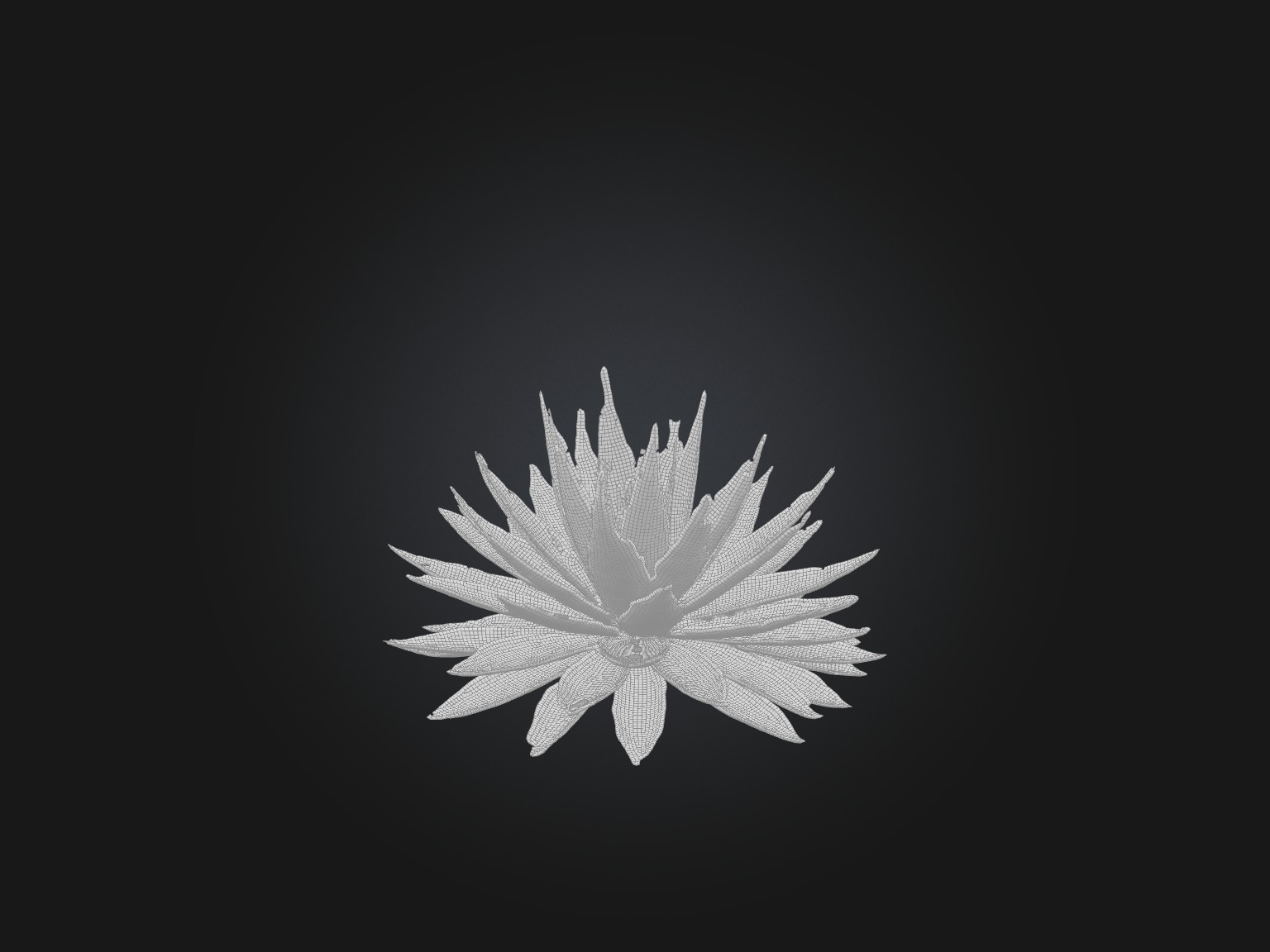 Aloe Aristata Model Low-poly 3D model_3