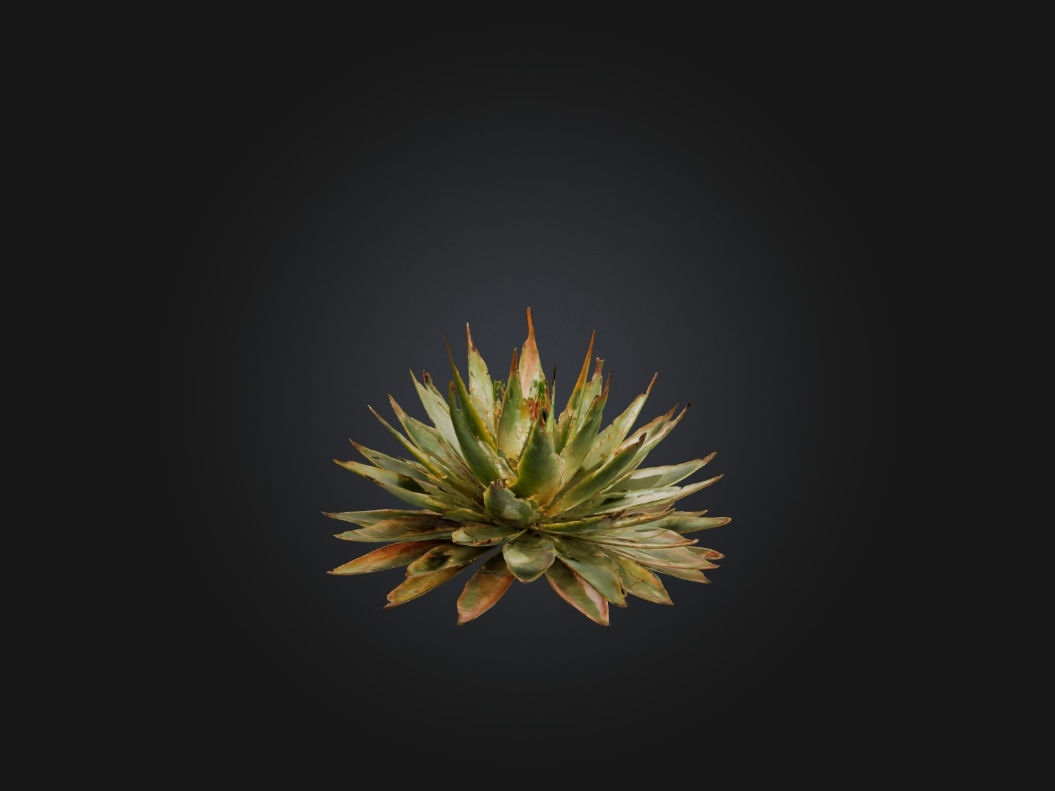 Aloe Aristata Model Low-poly 3D model_2