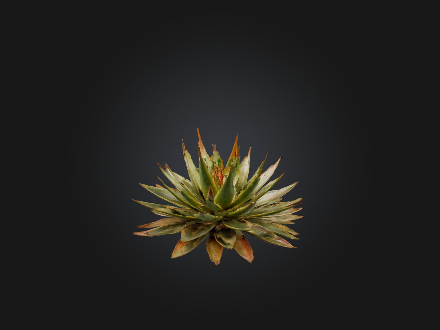 Aloe Aristata Model Low-poly 3D model_4