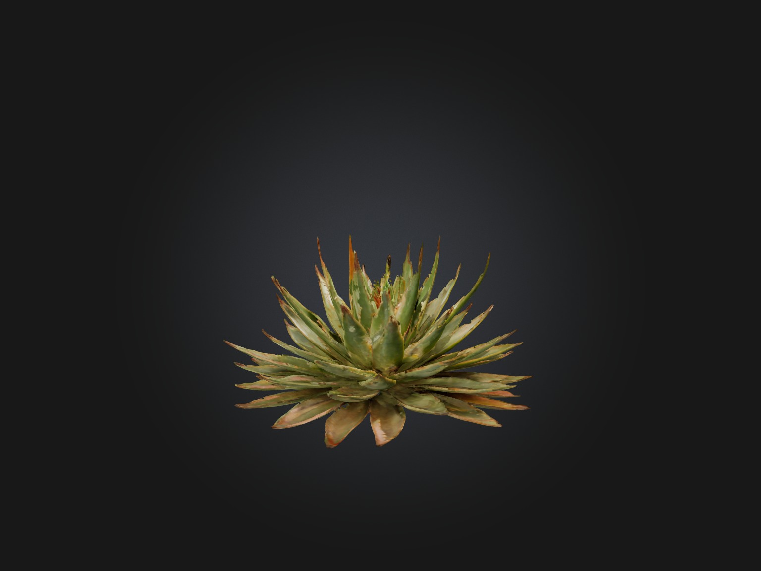 Aloe Aristata Model Low-poly 3D model_7