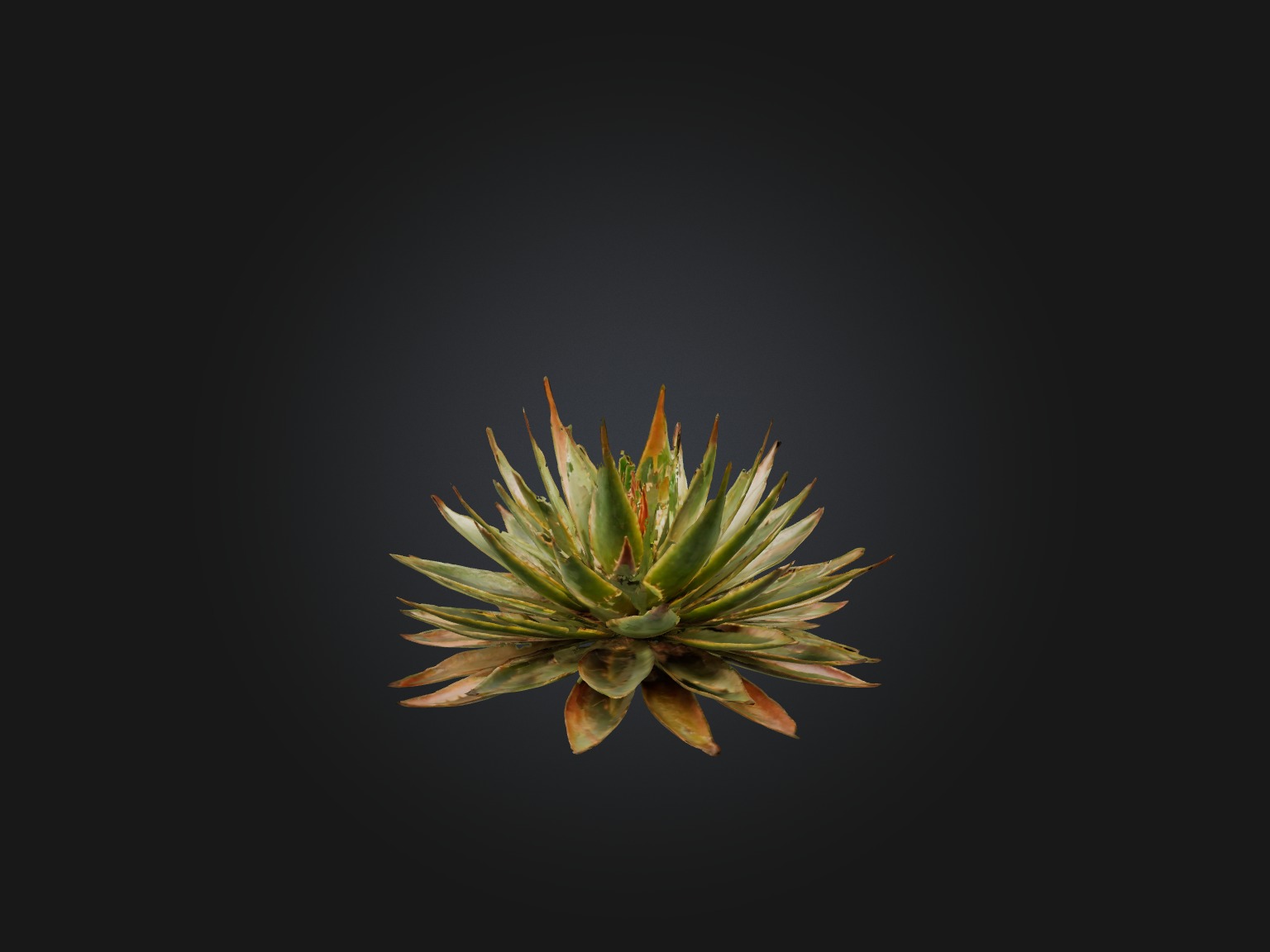 Aloe Aristata Model Low-poly 3D model_5