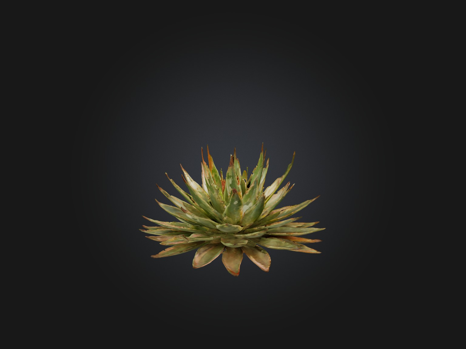Aloe Aristata Model Low-poly 3D model_8