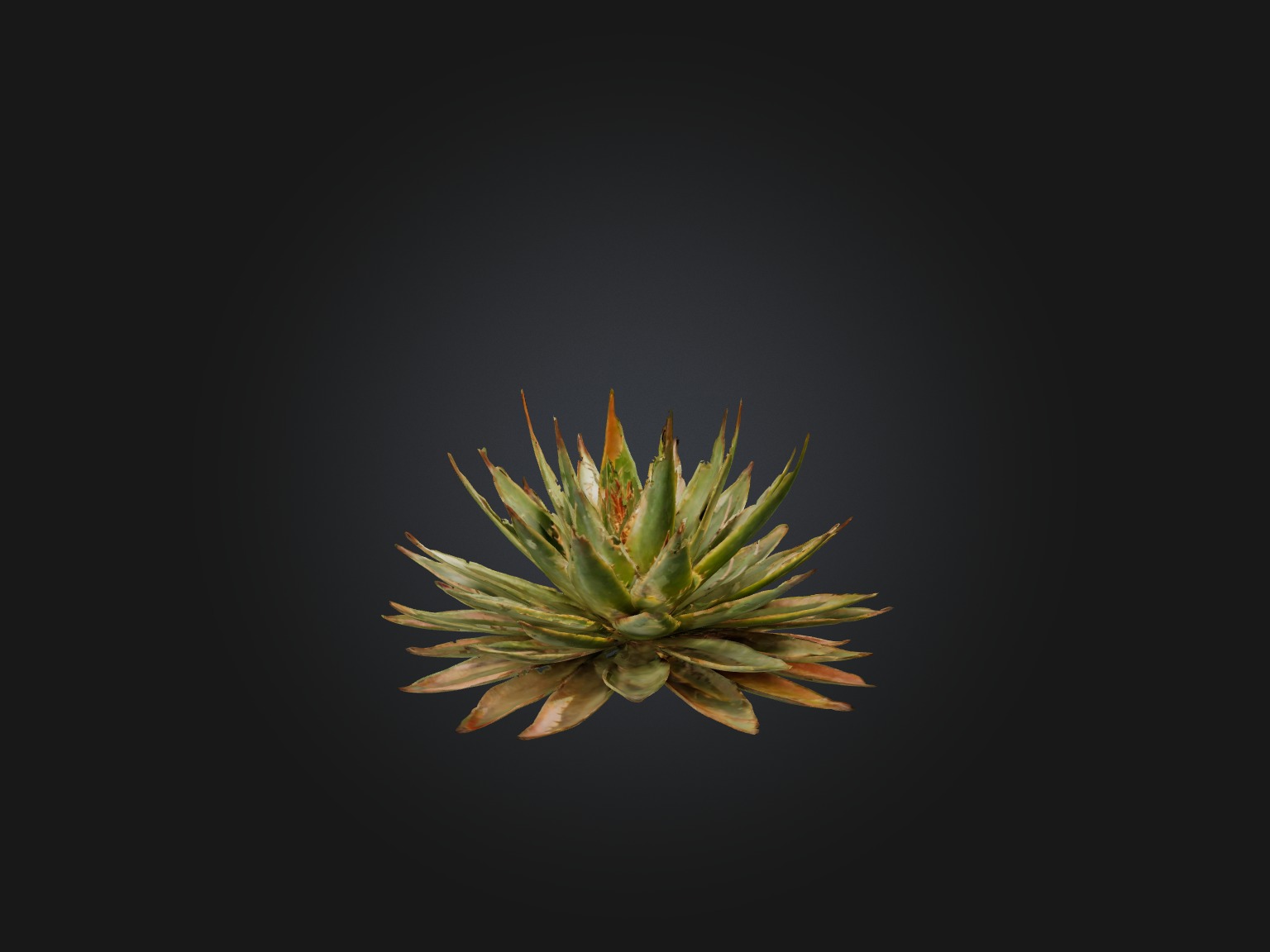 Aloe Aristata Model Low-poly 3D model_6
