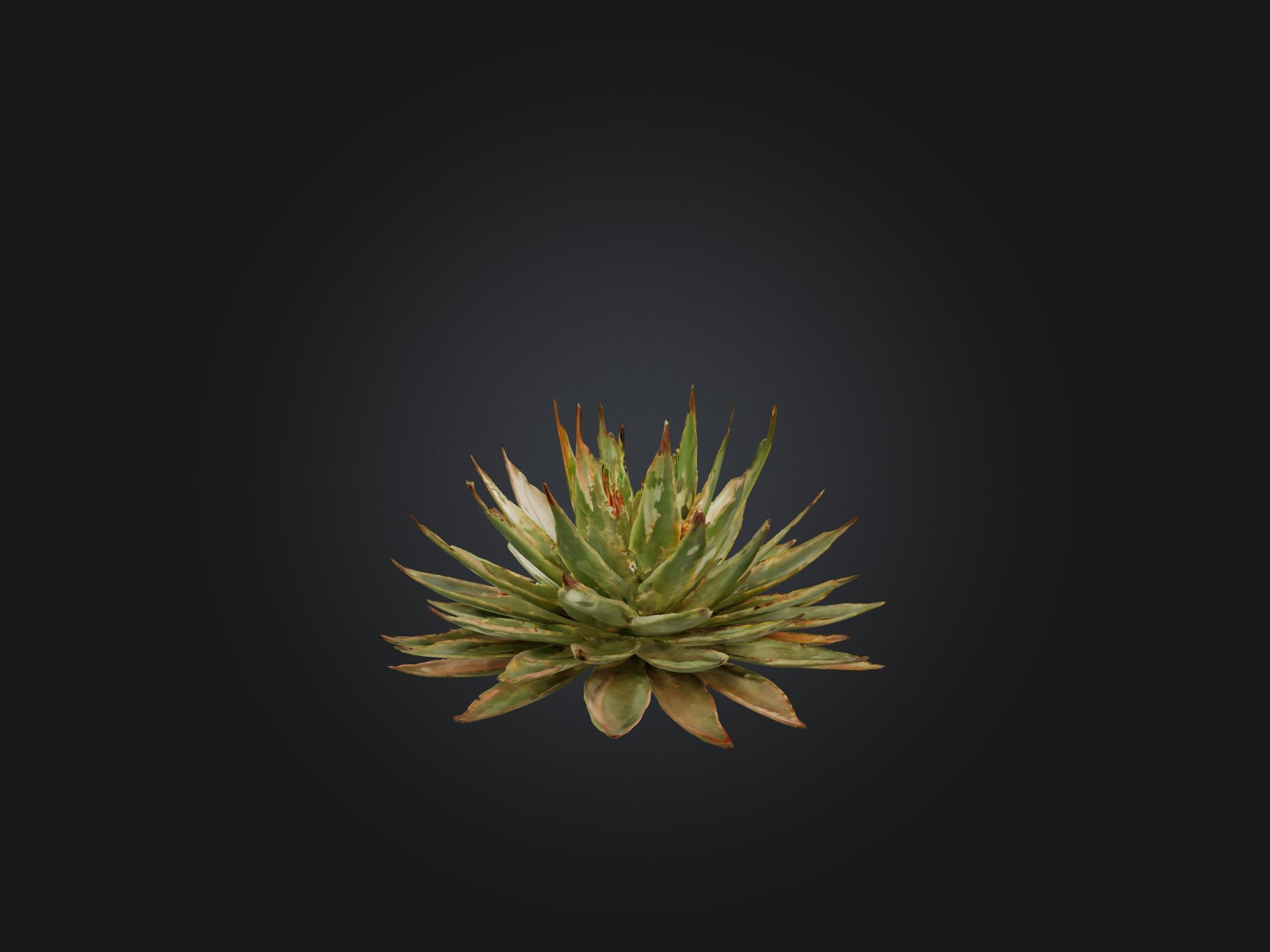 Aloe Aristata Model Low-poly 3D model_9