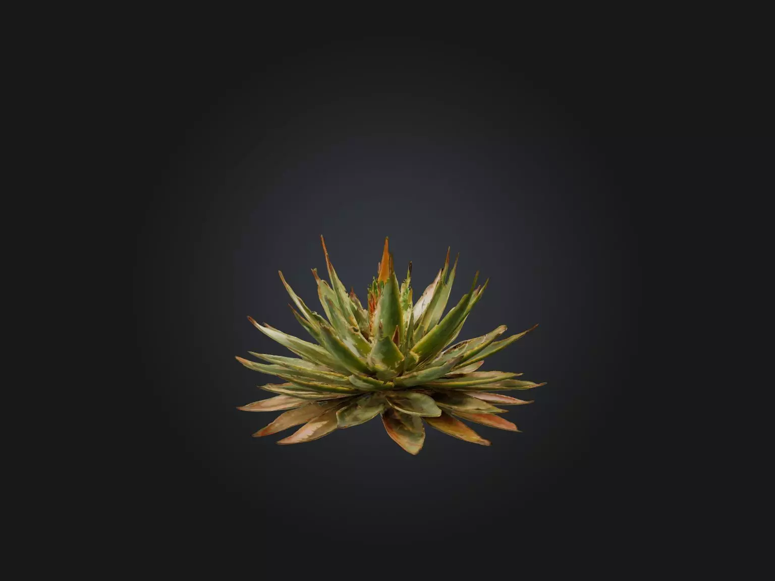 Aloe Aristata Model Low-poly 3D model_0