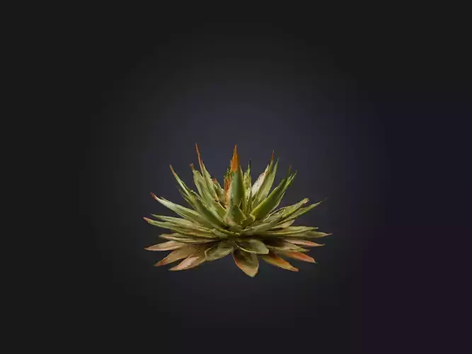 Aloe Aristata Model