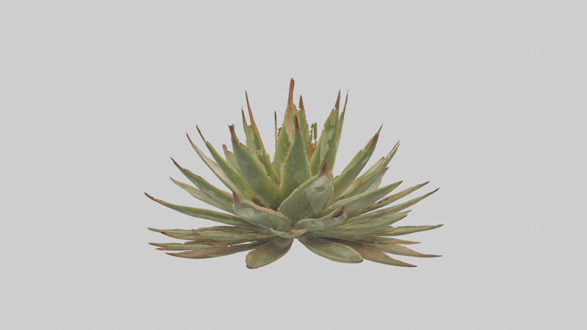 Aloe Aristata Model Low-poly 3D model_10