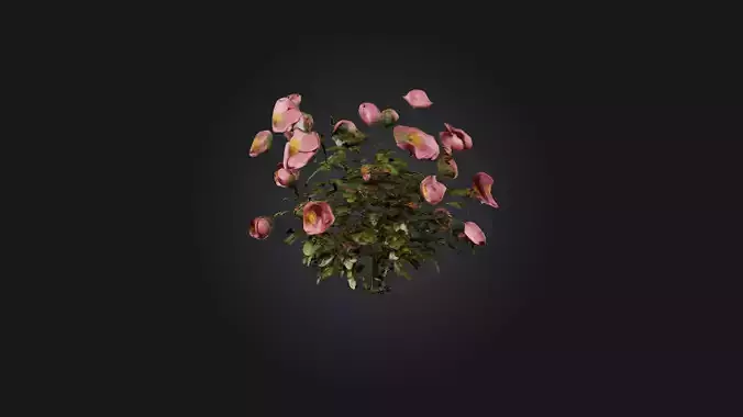 Wild Rose Bush Model