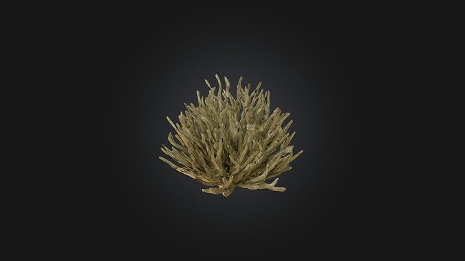 Thorny Bush Modelav Low-poly 3D model