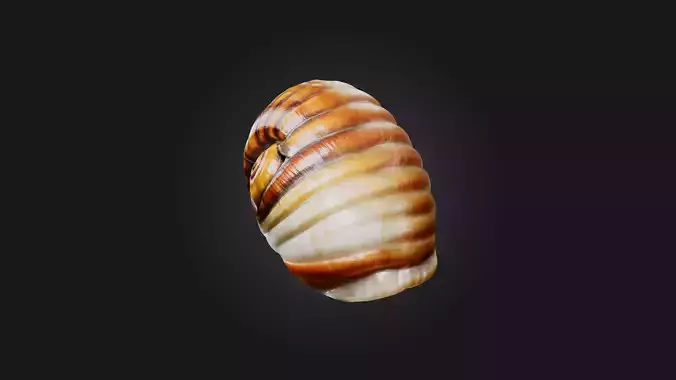 Snail Shell Model