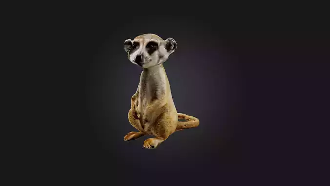 Sitting Meerkat