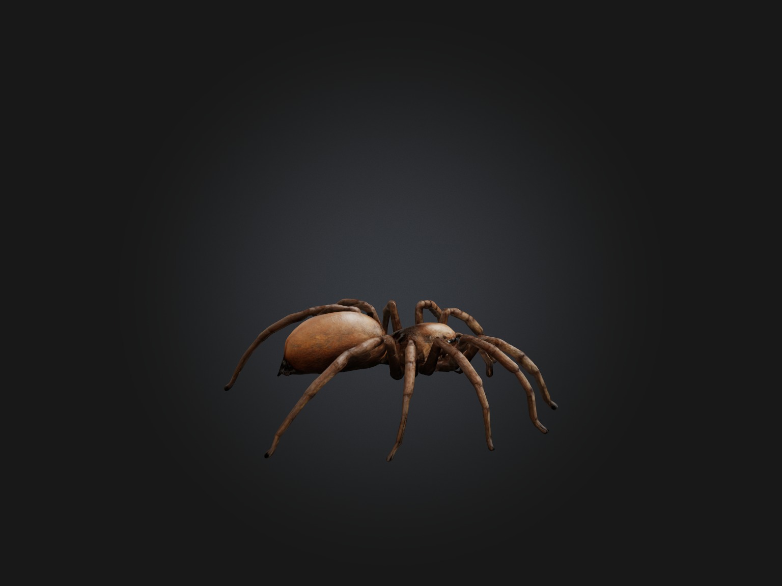 Realistic Spider Model Low-poly 3D model_6