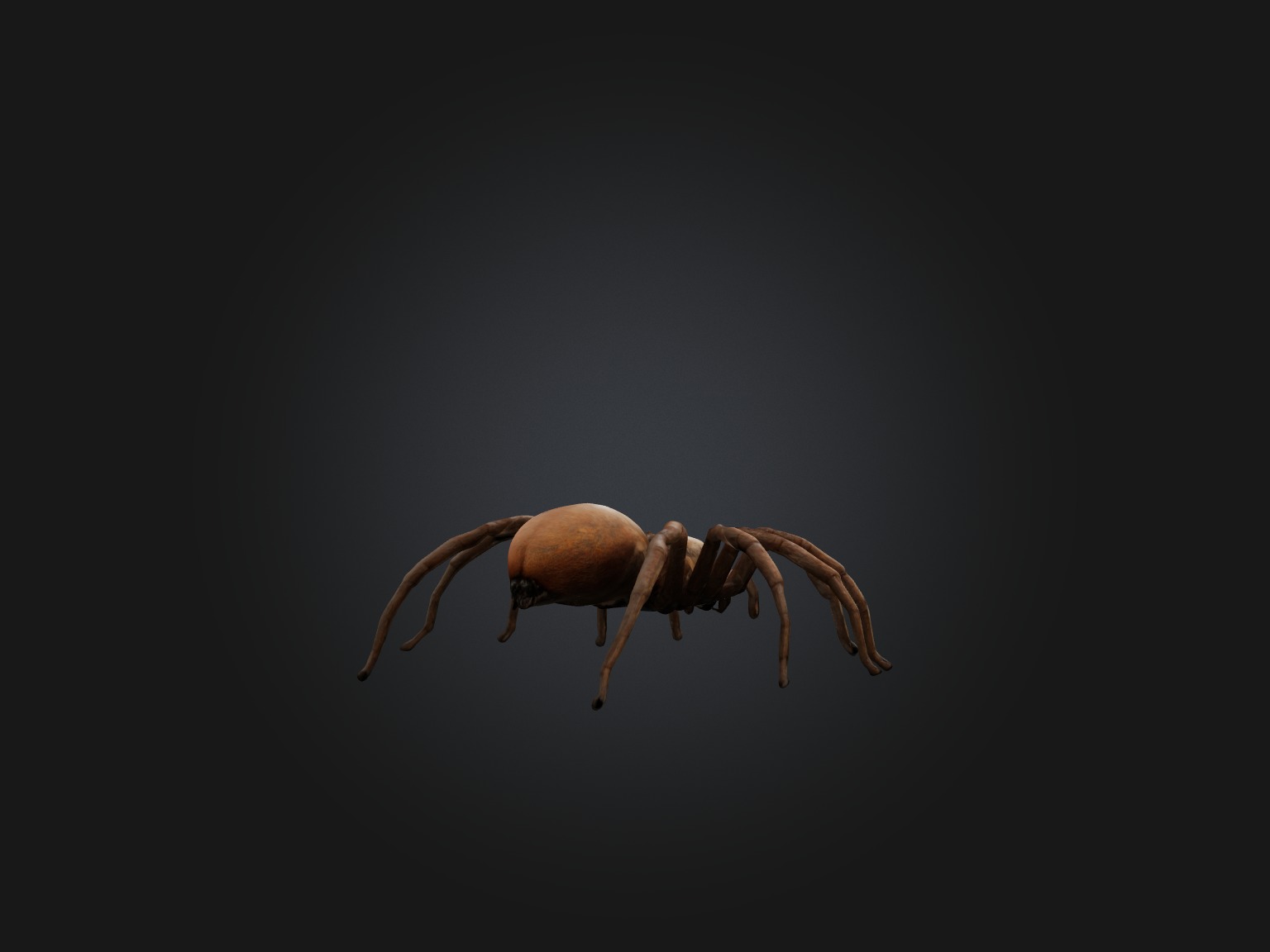 Realistic Spider Model Low-poly 3D model_8