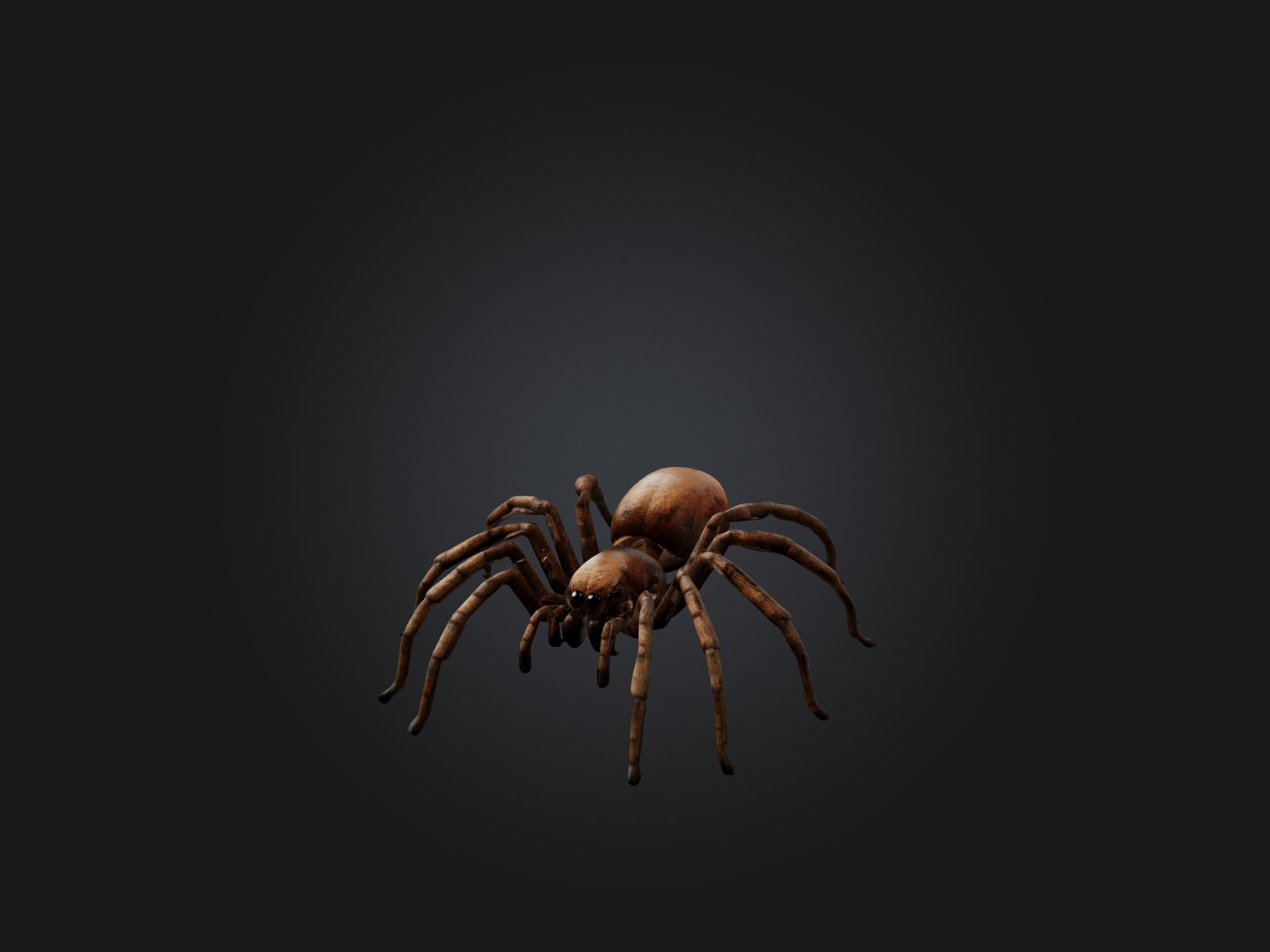 Realistic Spider Model Low-poly 3D model_1