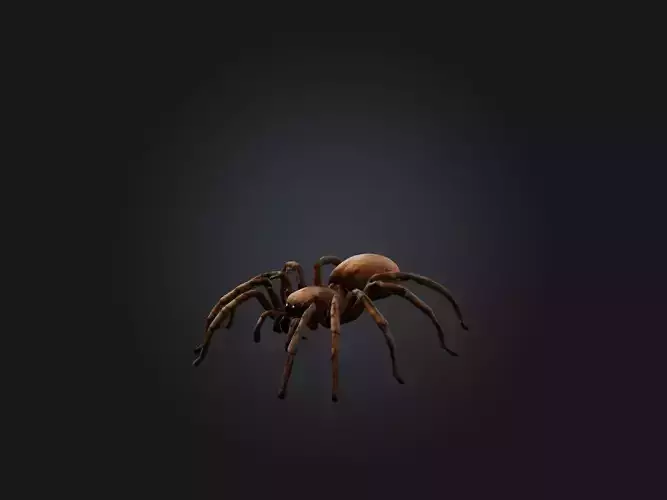 Realistic Spider Model Low-poly 3D model