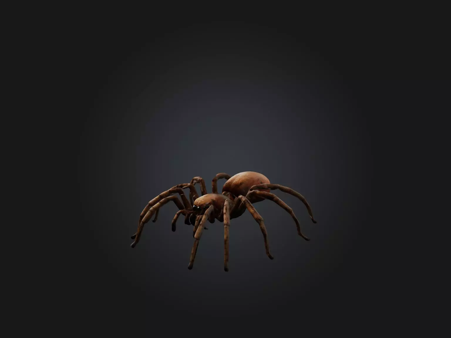 Realistic Spider Model Low-poly 3D model_0