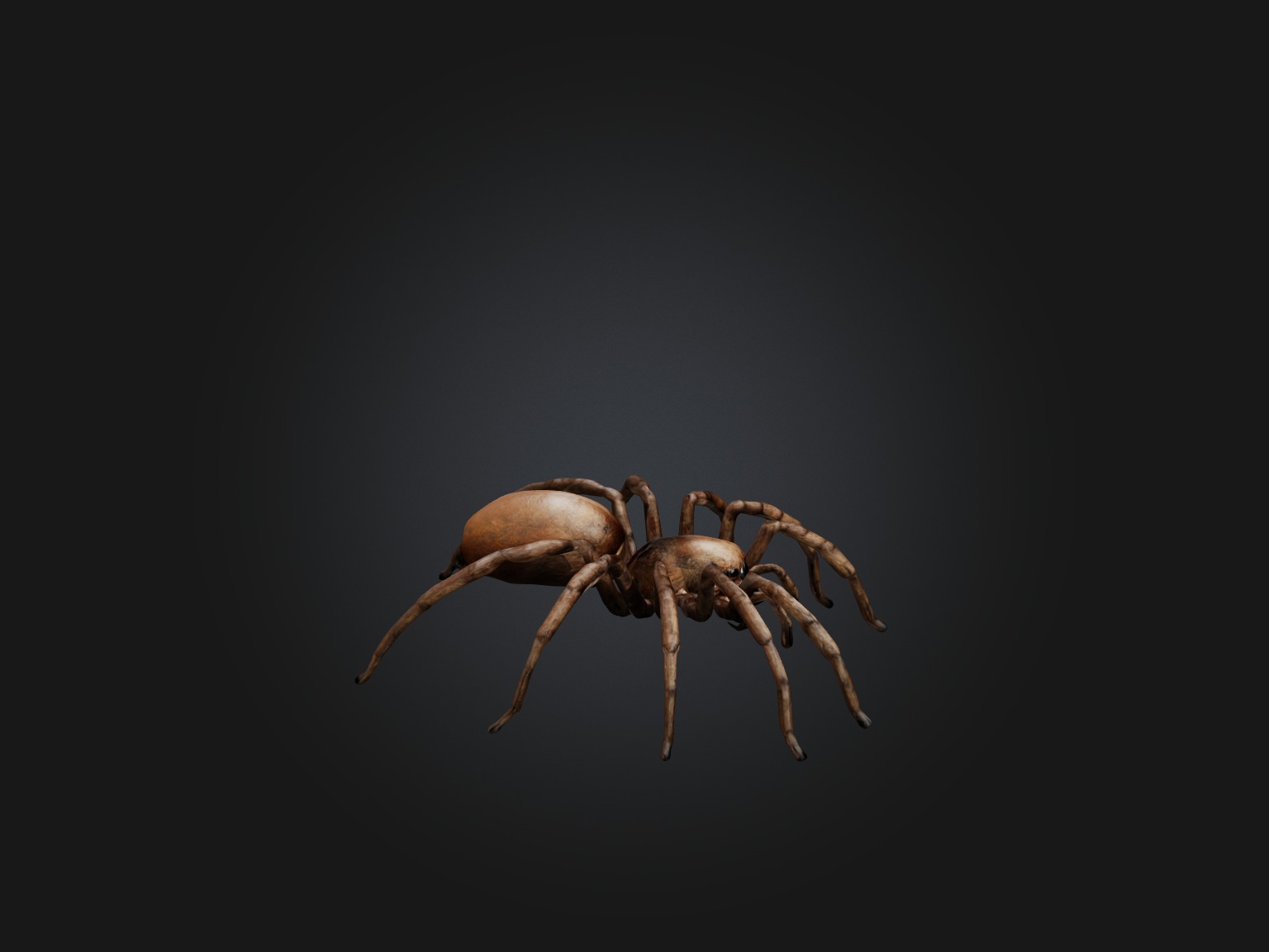Realistic Spider Model Low-poly 3D model_5
