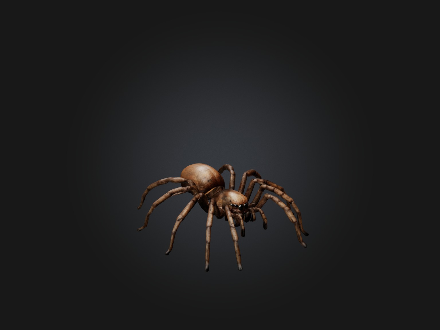 Realistic Spider Model Low-poly 3D model_4