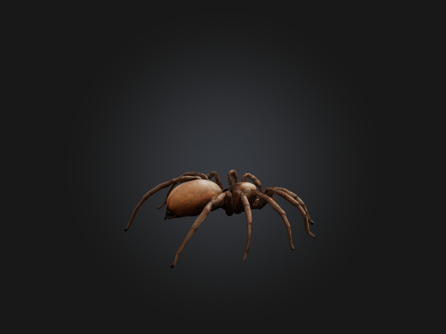 Realistic Spider Model Low-poly 3D model_7