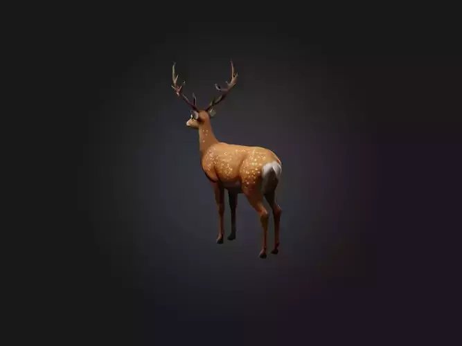 Realistic Deer Model