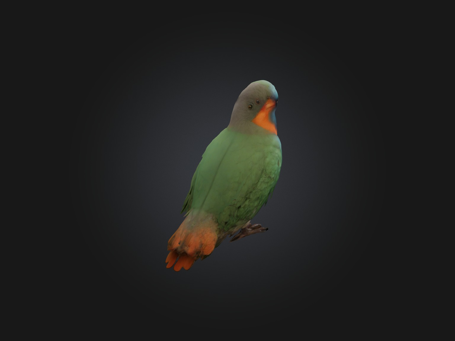 Realistic Bird Model Low-poly 3D model_7