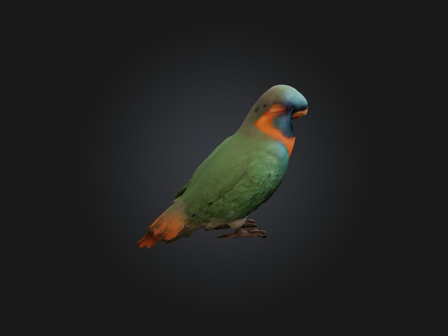 Realistic Bird Model Low-poly 3D model_6