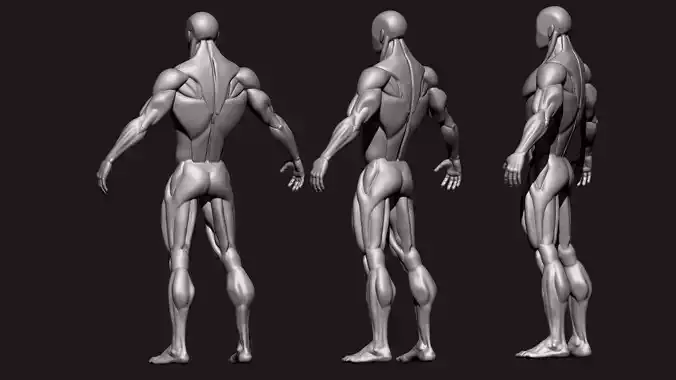 Stylized Human Body