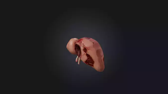 Infected Liver Low-poly 3D model