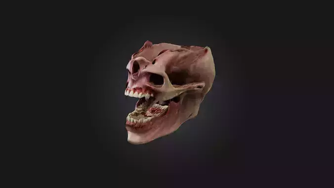 Infected Jaw Low-poly 3D model