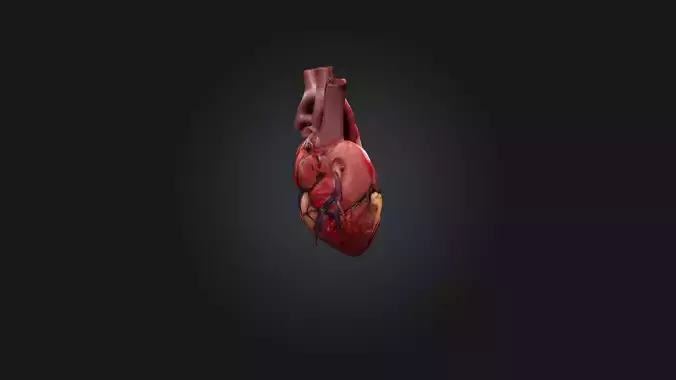 Infected Heart Low-poly 3D model